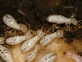 termite workers