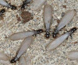 termite swarmers